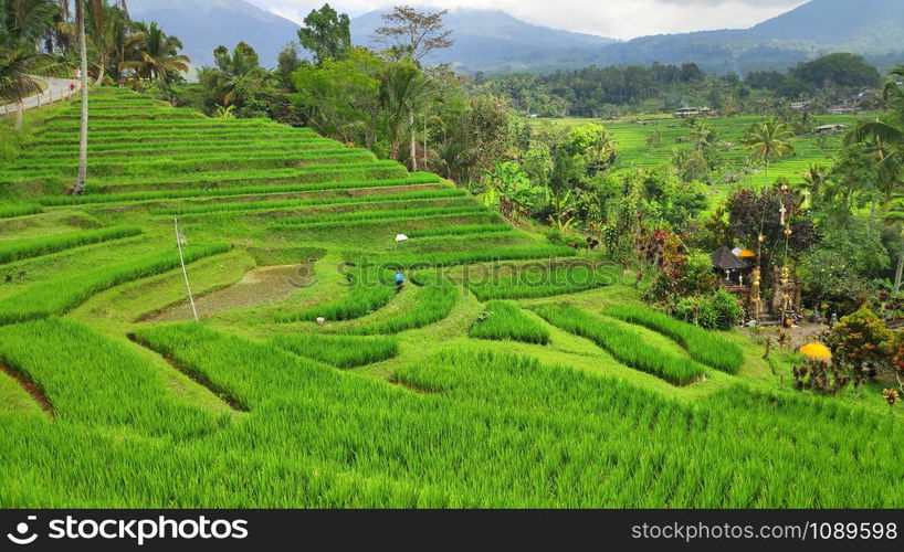 Jatiluwih rice terrace with sunny day and green jungles in Ubud, Bali