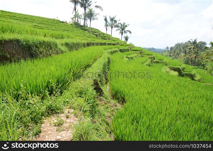 Jatiluwih rice terraces and plantation in Bali, Indonesia, with palm trees and paths.