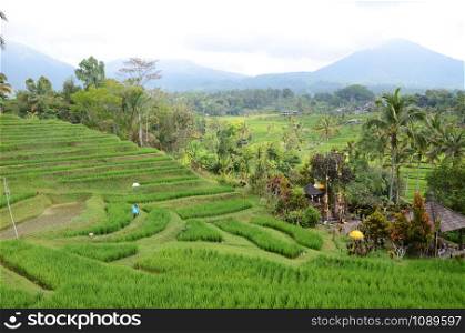 Jatiluwih rice terraces and plantation in Bali, Indonesia, with palm trees and paths.