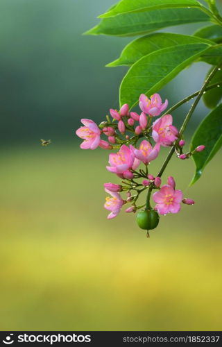 Jatropha flowers attracting bees, beautiful pink aromatic flowers, and buds branch against a soft bokeh background.
