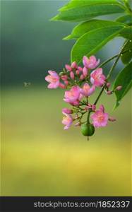 Jatropha flowers attracting bees, beautiful pink aromatic flowers, and buds branch against a soft bokeh background.