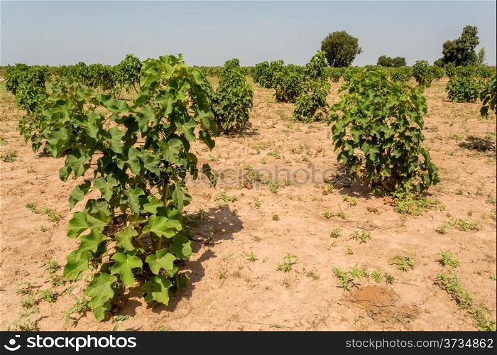 Jatropha plants in their early stage of grown planted in the arid lands of West Africa
