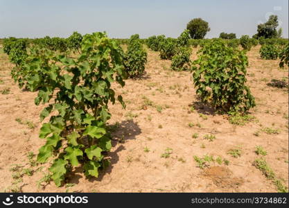 Jatropha plants in their early stage of grown planted in the arid lands of West Africa