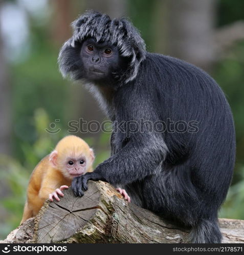 Java langur portrait