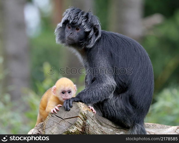 Java langur portrait