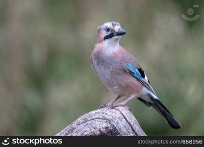 Jay on a branch exploring the area