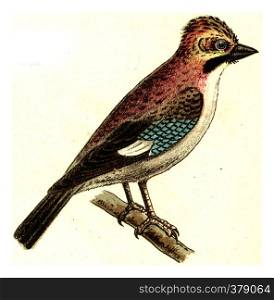 Jay, vintage engraved illustration. From Deutch Birds of Europe Atlas.