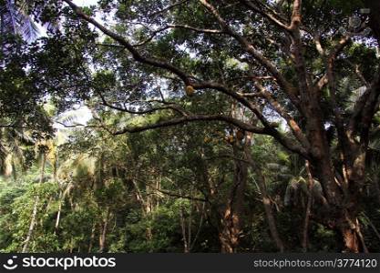Jeck fruit tree in the tropical forest
