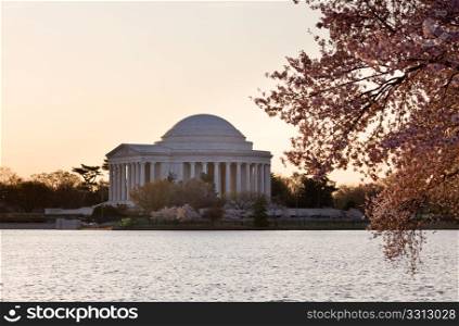 Jefferson Memorial at dawn by Tidal Basin and surrounded by pink Japanese Cherry blossoms