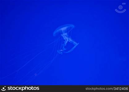 Jellifish in aquarium with simple blue background