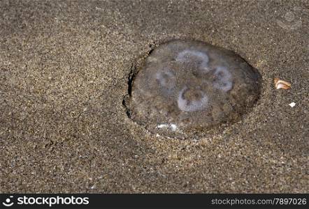 jelly fish as a sandy background