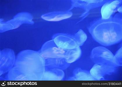 Jelly fish in aquarium