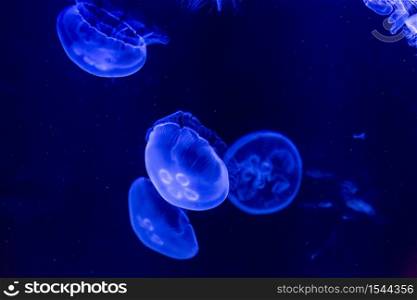 Jellyfish are swimming in deep blue water