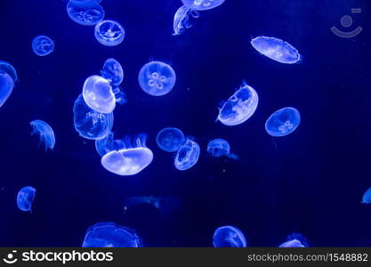 Jellyfish are swimming in deep blue water