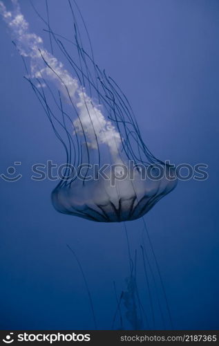 Jellyfish floating in the deep ocean. Macro view. Jellyfish floating in the deep ocean