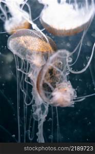 Jellyfish floating in the deep ocean. Macro view. Jellyfish floating in the deep ocean
