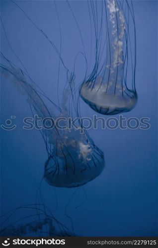 Jellyfish floating in the deep ocean. Macro view. Jellyfish floating in the deep ocean
