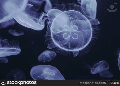 Jellyfish floating in the ocean. Macro view. Jellyfish floating in ocean