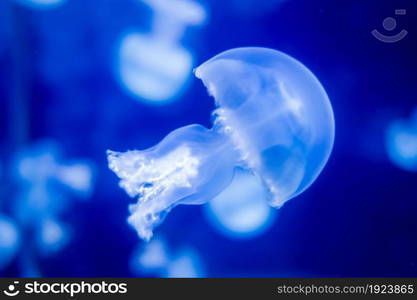 Jellyfish floating in the ocean. Macro view. Jellyfish floating in ocean