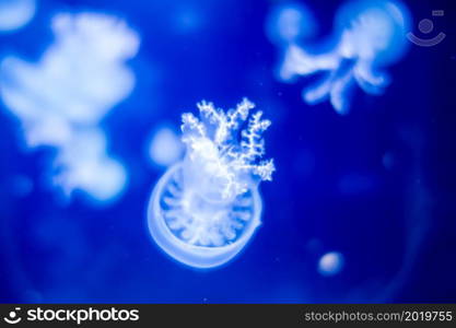 Jellyfish floating in the ocean. Macro view. Jellyfish floating in ocean