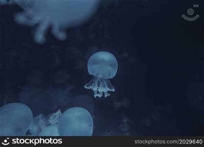 Jellyfish floating in the ocean. Macro view. Jellyfish floating in ocean