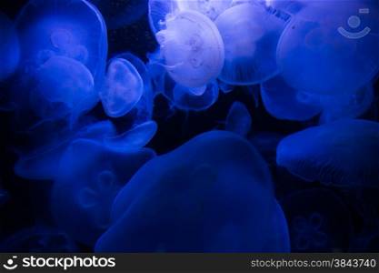jellyfish in blue water