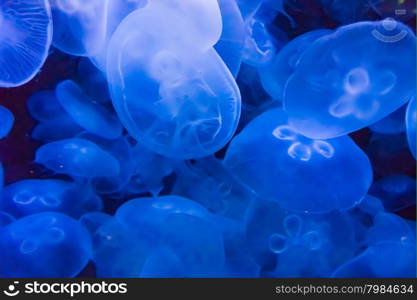 jellyfish in blue water