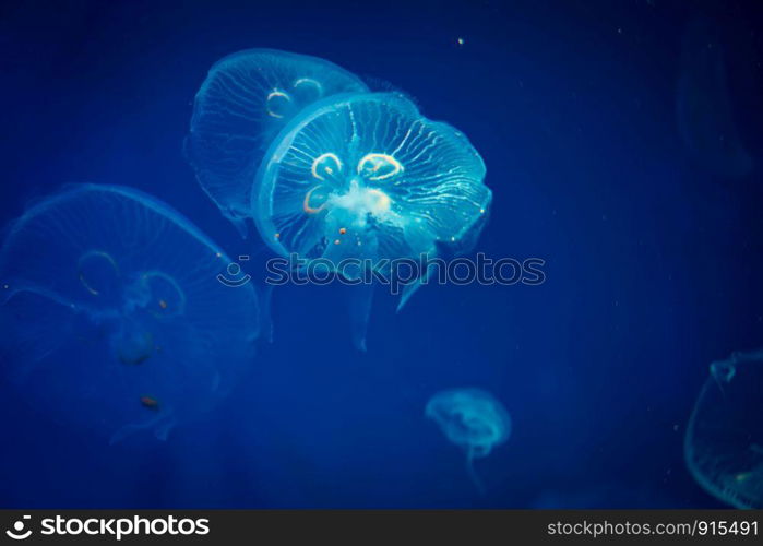 jellyfish in blue water, sea life