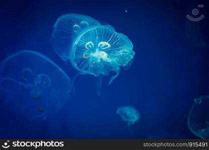 jellyfish in blue water, sea life