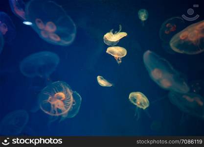 Jellyfish in the aquarium, Marine animals for research