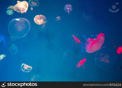 Jellyfish in the aquarium, Marine animals for research