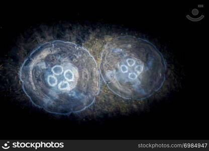 Jellyfish in the water in the view