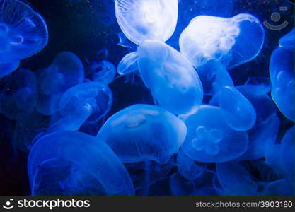 jellyfish on a blue background