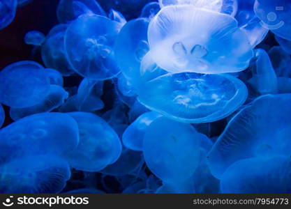 jellyfish on a blue background