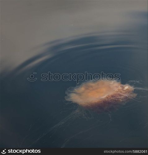 Jellyfish on water surface, Skeena-Queen Charlotte Regional District, Haida Gwaii, Graham Island, British Columbia, Canada