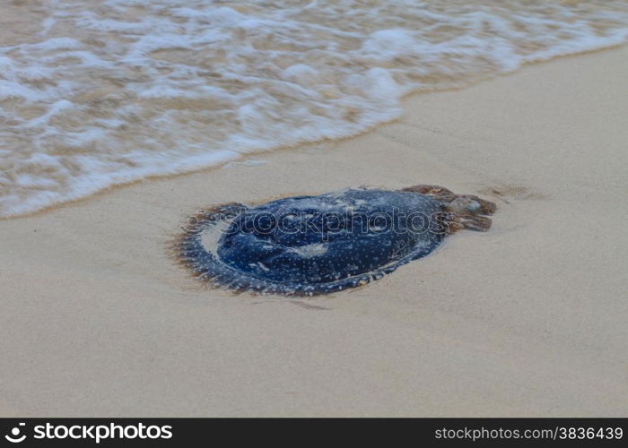 Jellyfish Stranded dead on the sand Beach.