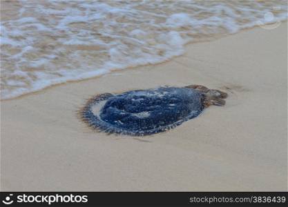 Jellyfish Stranded dead on the sand Beach.