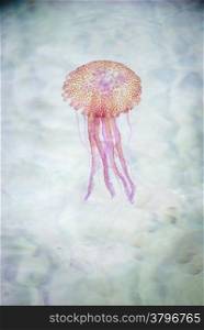Jellyfish swimming in a see closeup