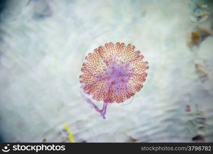 Jellyfish swimming in a see closeup