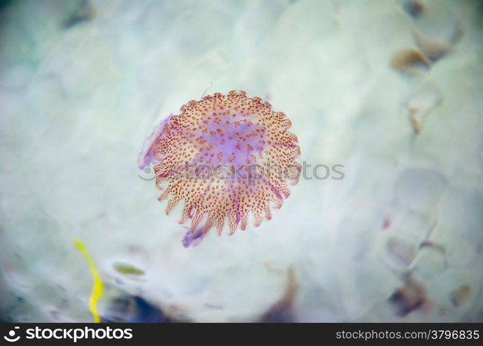 Jellyfish swimming in a see closeup