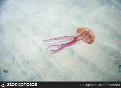Jellyfish swimming in a see closeup