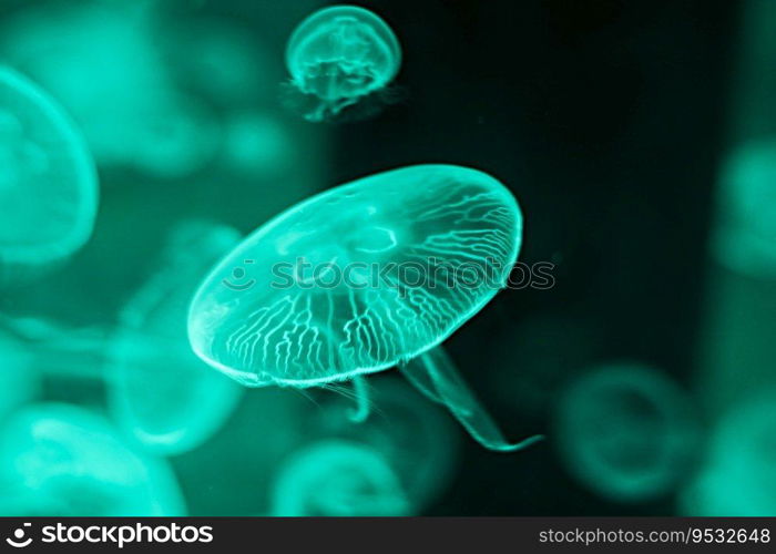 Jellyfish swimming in the water, selective focus . Jellyfish swimming in the water
