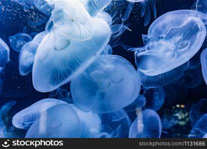 Jellyfishes illuminated with blue light swimming in aquarium.