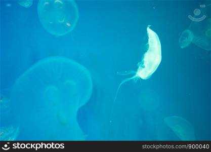 Jellyfishes Swimming In The Sea, blue sea background