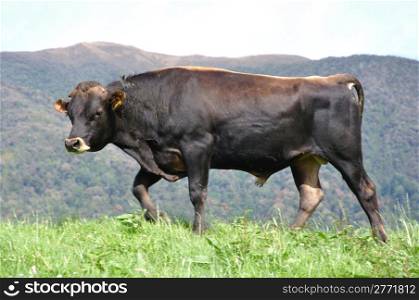 Jersey bull on pasture, Westland, New Zealand