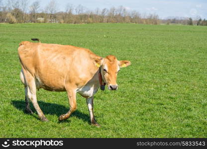 Jersey cow walking on a green field in the spring