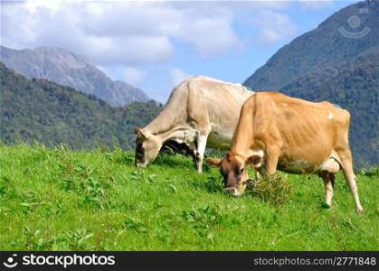 Jersey cows on pasture, Westland, New Zealand