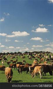 Jersey dairy cows in green pasture