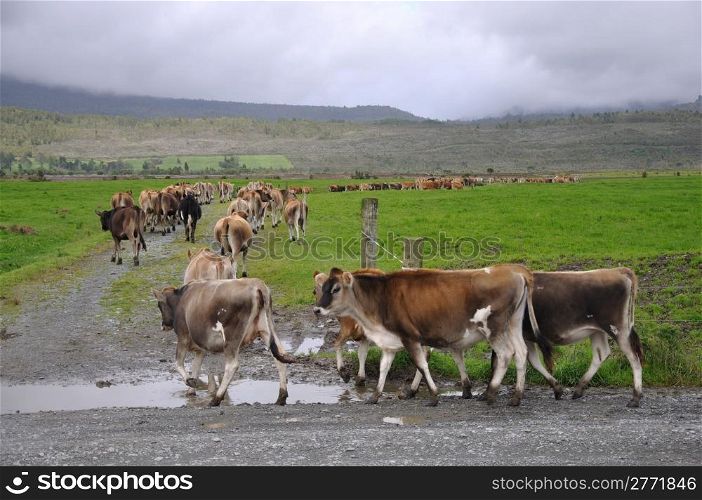 Jersey heifers turn into race towards pasture, Westland, New Zealand