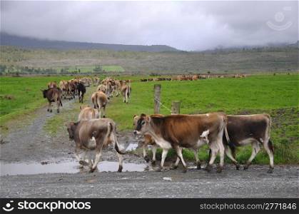 Jersey heifers turn into race towards pasture, Westland, New Zealand